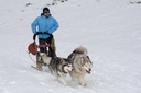 Dog Sledding – Husky Safari in the Tatra — 1