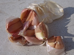 Piękny Jaś Runner Bean from the Dunajec  — 1