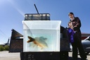 Zator Carp PDO - Live Fish from the Zator Ponds