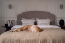 Pet-Friendly Room Supplement